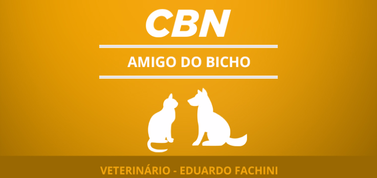 Atenção com os cães em piscinas!
