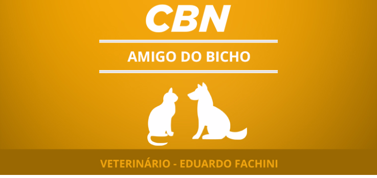 Raças de cães mais dóceis 