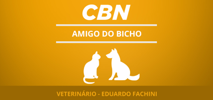 Como agir em casos de atropelamento de cães
