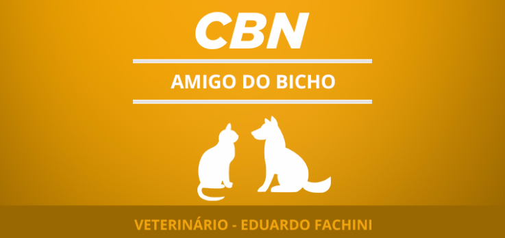 Rações indicadas para cães mais velhos