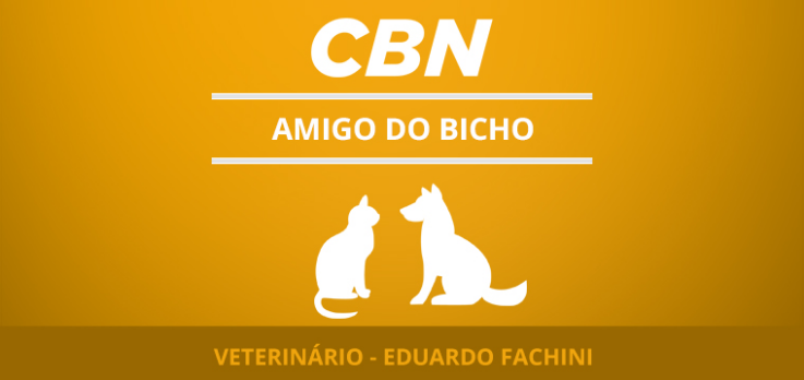 A importância de fazer check up nos animais