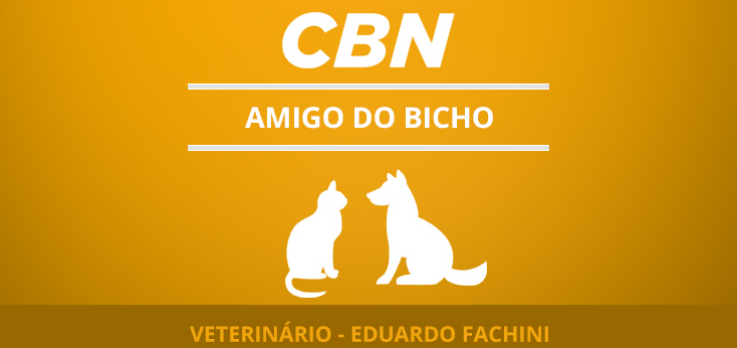 Catarata em cães pode aparecer em qualquer idade 