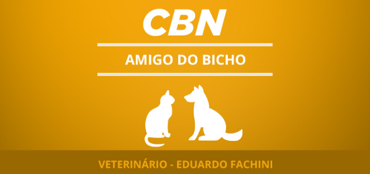 Procedimentos adequados em casos de atropelamento de animais