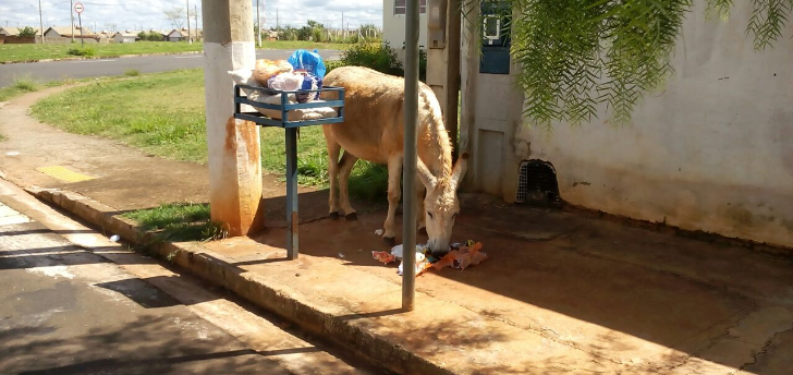Prefeitura inicia 'varredura' para apreender animais soltos