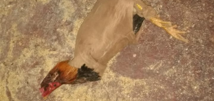Polícia Ambiental desarticula rinha de galo em Novais