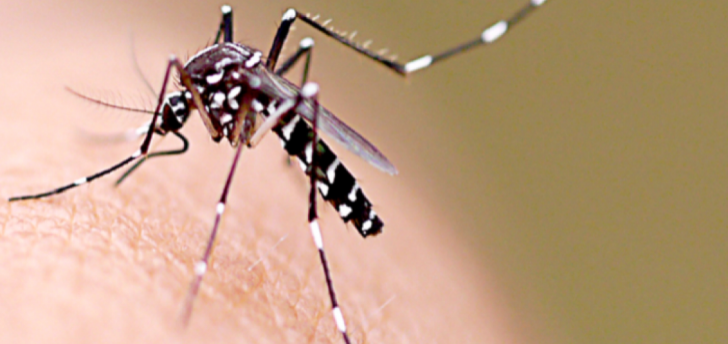 Retrospectiva 2019: retorno do sarampo e explosão da dengue marcaram o ano 
