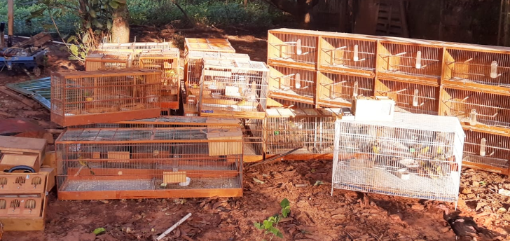Polícia Ambiental multa em R$ 23 mil homem que mantinha aves em cativeiro