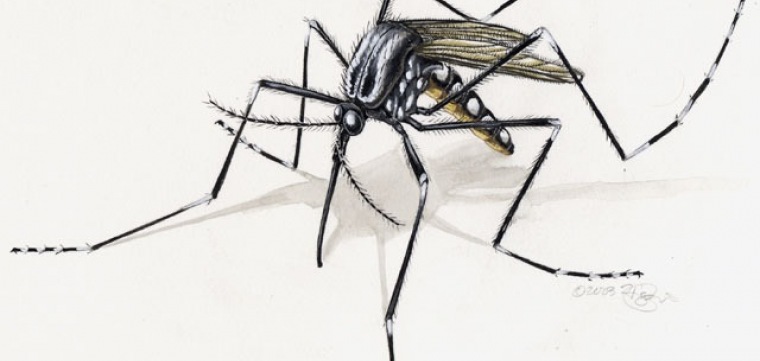 Bióloga explica as fases do aedes aegypti