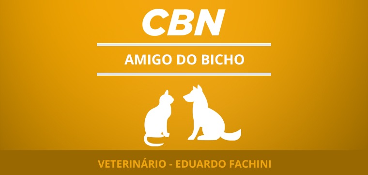 Dicas para cuidar dos ouvidos dos animais