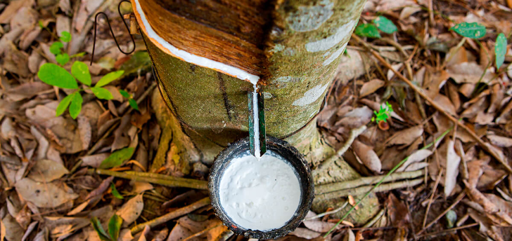 Chegada da chuva deixa produtores aliviados e melhora situação climática em Rio Preto 