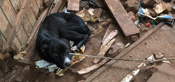 Pitbulls utilizados para a caça de javali são resgatados em condições de maus tratos