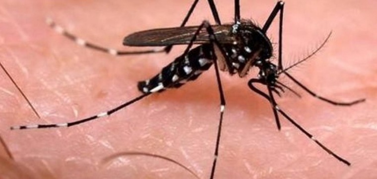 Gerente da vigilância fala sobre a explosão dos casos de dengue 