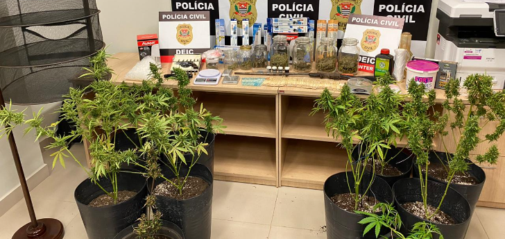 Polícia prende homem que tinha plantação de maconha em sítio de Bady Bassitt