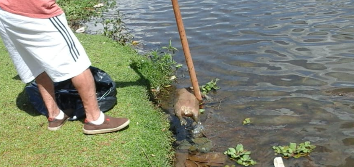 Capivaras são encontradas mortas na Represa Municipal 