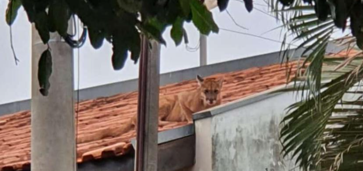 Onça-parda é encontrada em telhado de casa em Jales 
