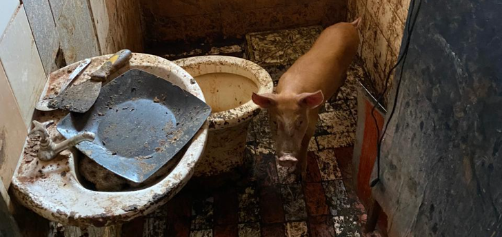 Polícia Civil prende homem por crime de maus-tratos com base na "Lei Sansão"