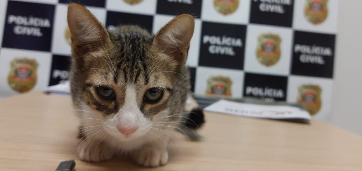 Aposentado é preso em flagrante abandonando filhote de gata