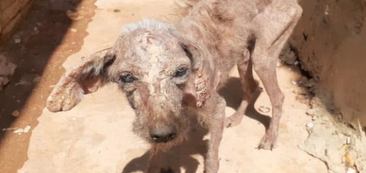 Diretoria do Bem-Estar Animal resgata 12 cães em situação de maus-tratos