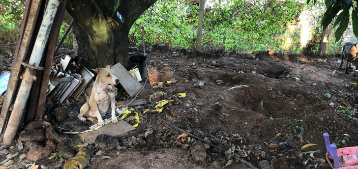 Dibea resgata cães em situação de maus-tratos no bairro Vila Azul