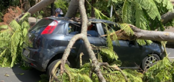 Laudo preliminar aponta raízes pequenas de árvore que caiu sobre carro