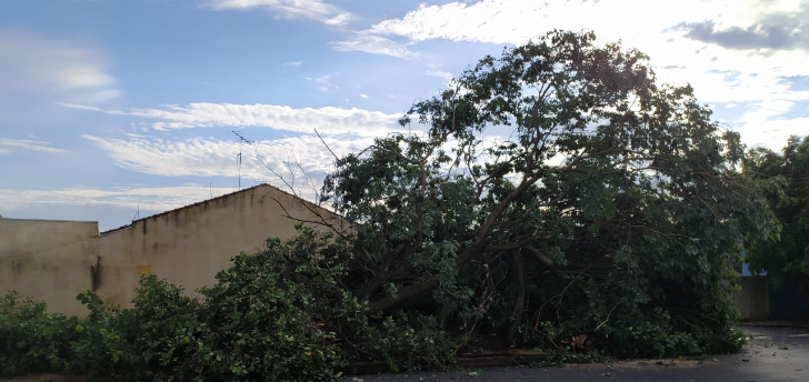 Temporal causa queda de mais de 30 árvores e destelha imóveis em Tanabi