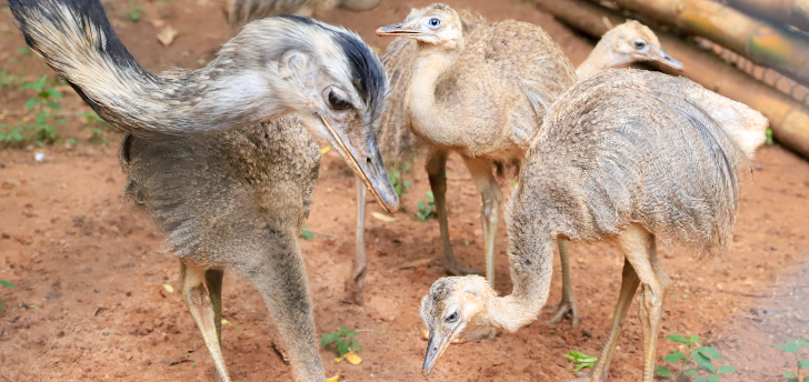 Zoológico de Rio Preto registra nascimento de seis filhotes de ema
