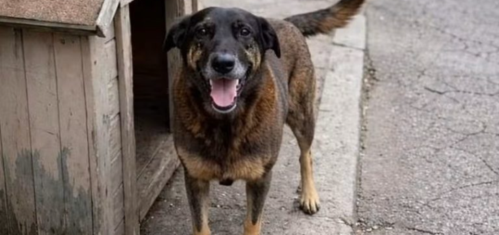 Projeto “Cão Orelha” quer proibir honrarias a condenados por maus-tratos a animais