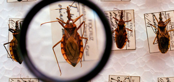 Dia Mundial da Doença de Chagas: região de Rio Preto já enfrentou endemia da doença