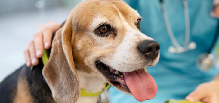 Saúde Animal em Ação oferece serviços gratuitos em Rio Preto