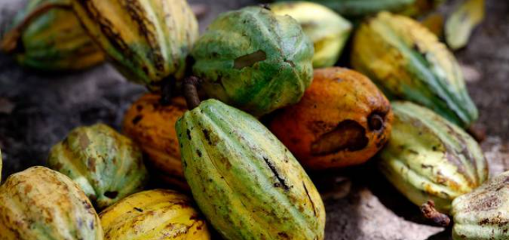 Rio Preto recebe simpósio sobre cultivo de cacau e avanço da cultura no interior