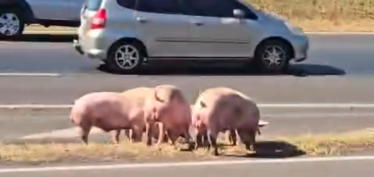 Carreta com porcos tomba e interdita acesso da Washington Luís à BR-153 em Rio Preto
