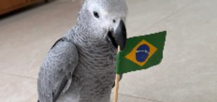 Papagaia ‘vidente’ acerta vitória do Brasil sobre o Haiti