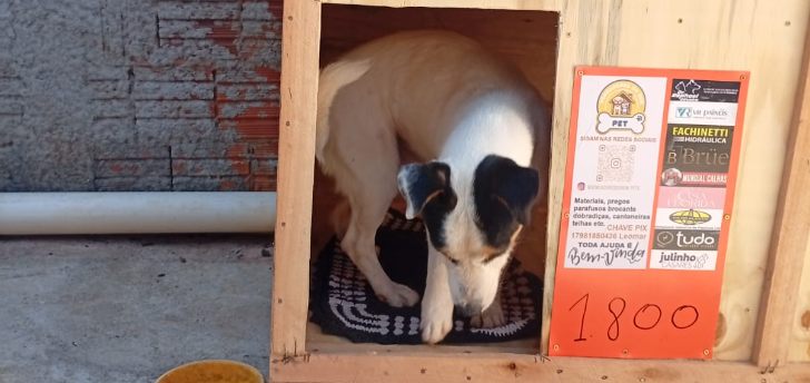 Projeto Semeadores do Bem busca doações para construir casinhas para pets
