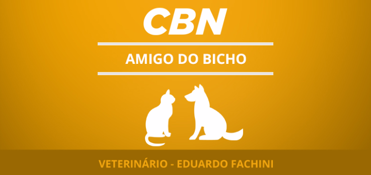 Cuidados com a saúde bucal dos pets