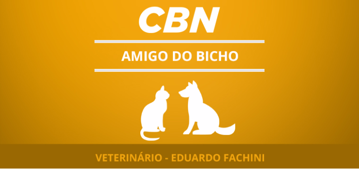 Como identificar depressão nos pets